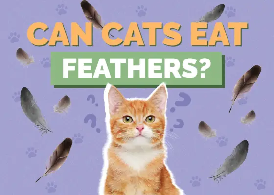 ¿Pueden los gatos comer plumas?