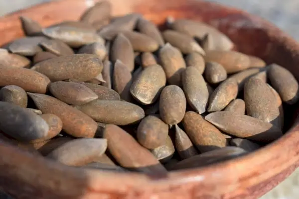 Pignons de pin séchés dans un bol en bois