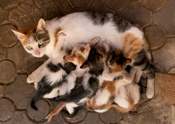 uma gata de rua amamentando seus gatinhos recém-nascidos