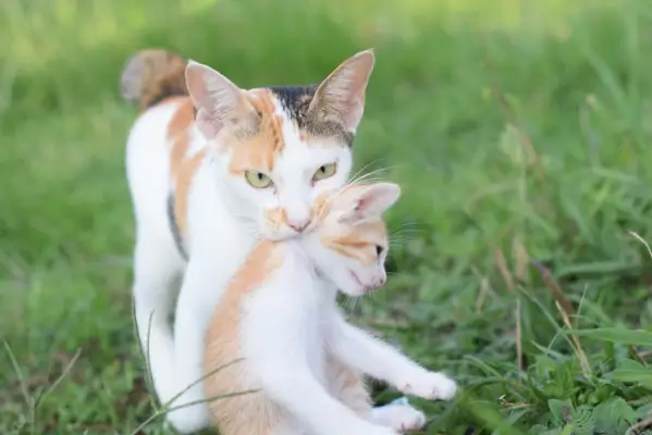 Gato selvagem carregando gatinho na boca