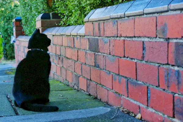 Katzen starren auf eine Mauer