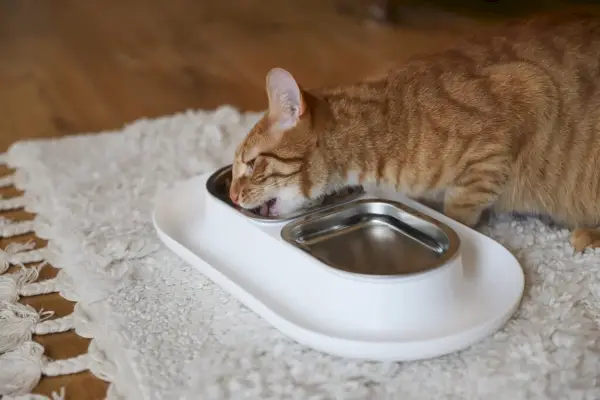 gato malhado laranja comendo hepper nom nom branco no chão