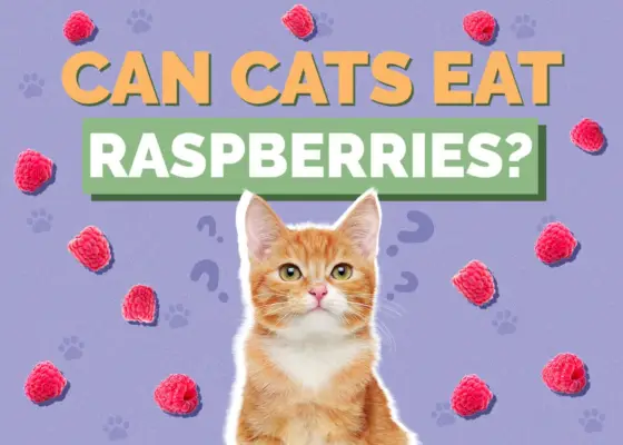 Les chats peuvent-ils manger des framboises ? Faits nutritionnels et FAQ