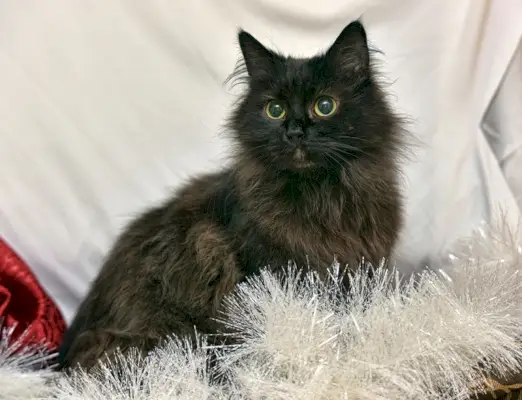 Schwarze, flauschige Chantilly-Tiffany-Katze mit gelben Augen