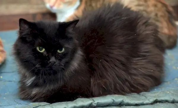 Porträt schöne schwarze Chantilly-Tiffany-Katze nach Hause