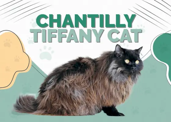 Chantilly Tiffany Cat