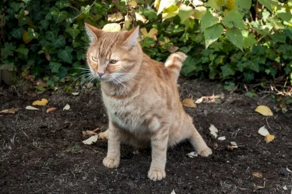 Tabby vermell fent caca al jardí