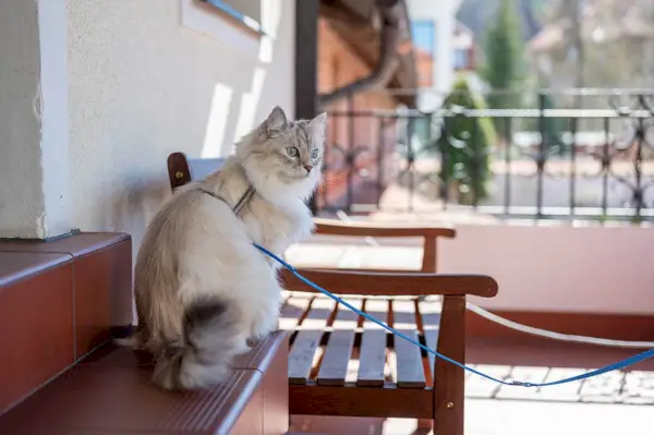 Kako zaštititi balkon od mačaka: 10 učinkovitih načina