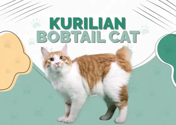 Kurilian Bobtail Cat: informació de raça, imatges, temperament i trets