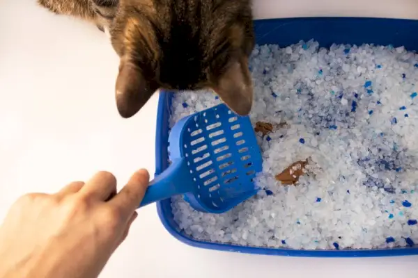 gato olhando para caixa de areia