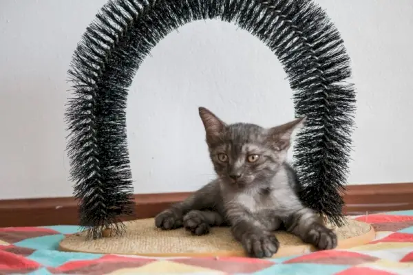 3 archi di toelettatura per gatti fai da te e self-groomer che puoi realizzare oggi (con immagini)