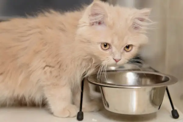 Werken kattenbakjes tegen braken echt? Door dierenartsen goedgekeurde feiten en veelgestelde vragen