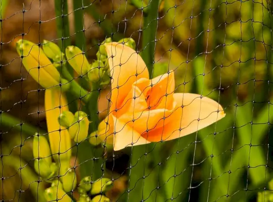 une fleur jaune dans un filet à oiseaux