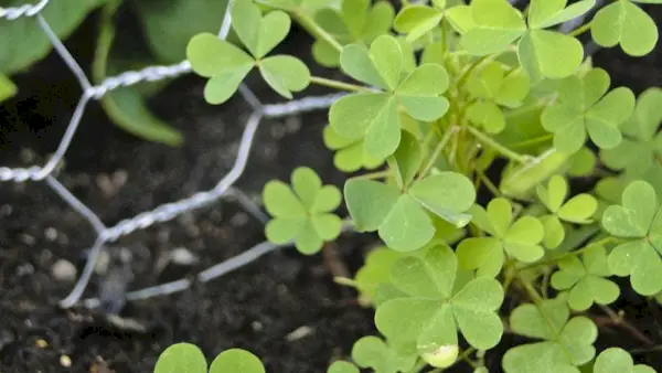 une plante de trèfle protégée par du grillage