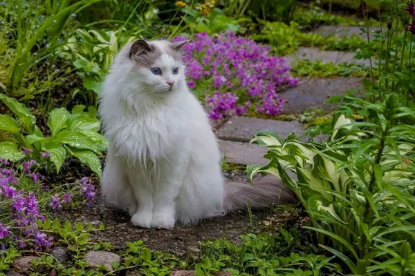 un chat blanc assis sur un chemin entre des parterres de fleurs