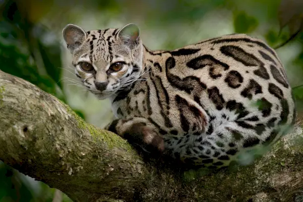 Margay, Leopardis wiedii, beau chat assis sur la branche dans la forêt tropicale, Panama