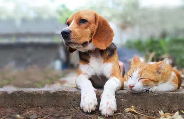 Cane Beagle e gatto marrone sdraiati insieme sul sentiero all'aperto nel parco