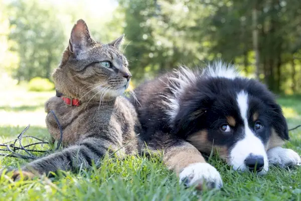 cucciolo di gatto e bovaro del bernese