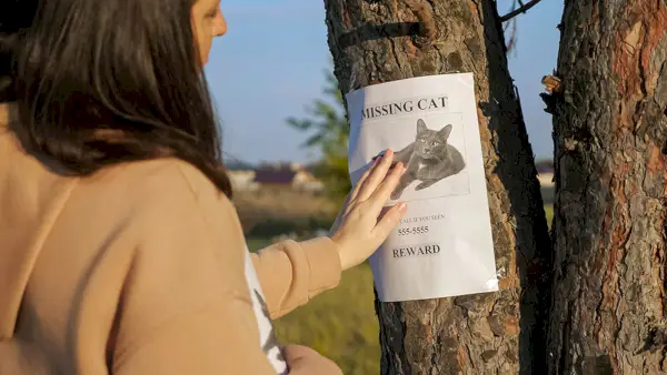 Comment créer une affiche de chat disparu : 7 modèles et ce qu'il faut inclure