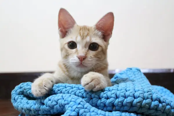 Orangefarbenes Thai-Katzenkätzchen auf gehäkeltem Katzenbett