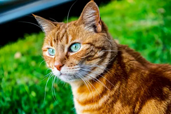 Orangefarbene Tigerkatze im Freien, Nahaufnahmen