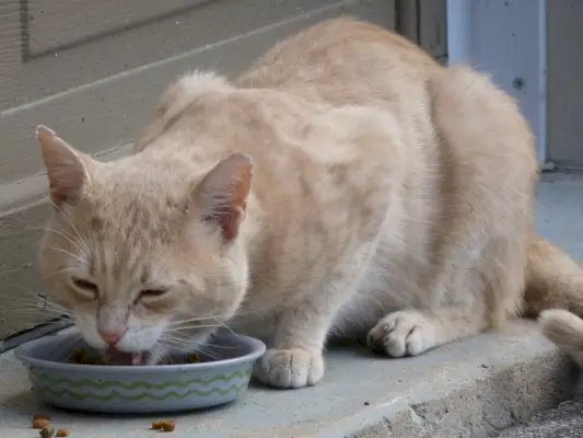 Katze frisst draußen