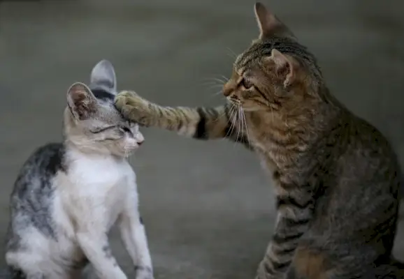 dos gatos jugando