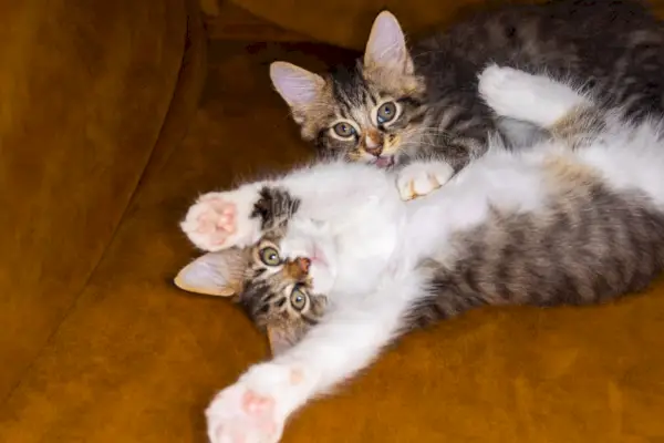 Dos gatitos jugando y estirando sus patas.