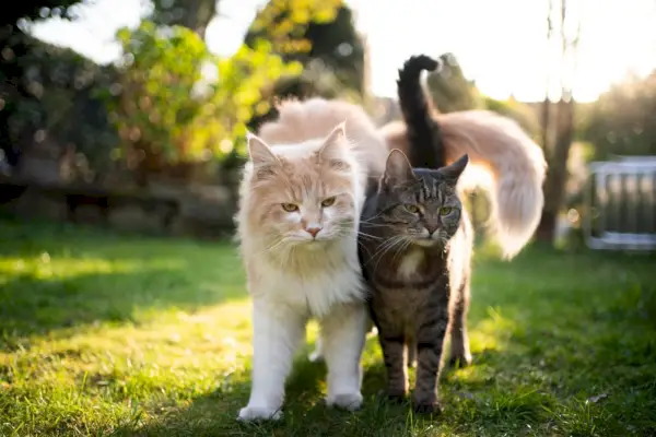 dos gatos diferentes parados uno al lado del otro al aire libre en el jardín