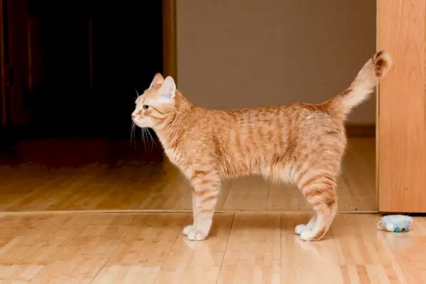 orange tabby kat stående på trægulv