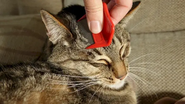 femme peignant un chat tigré