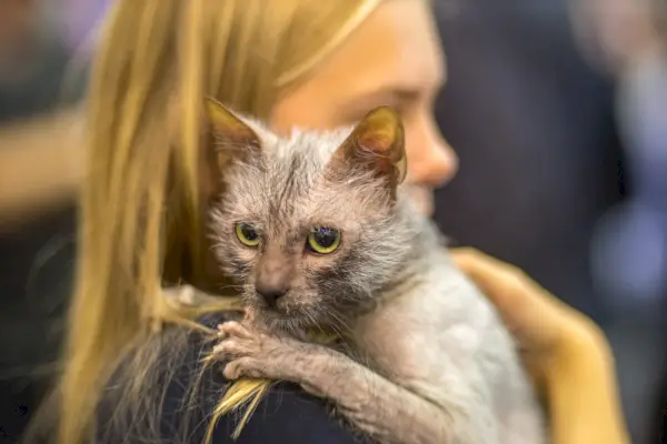 propriétaire féminine étreignant un chat lykoi