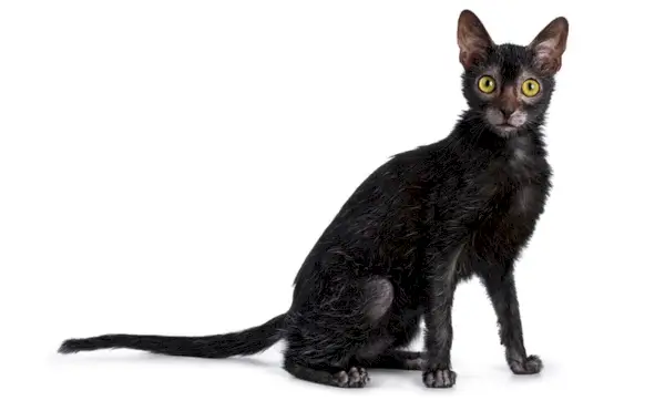 chat lykoi noir sur fond blanc