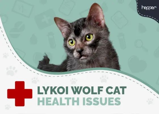 Problèmes de santé du Lykoi (chat-loup)