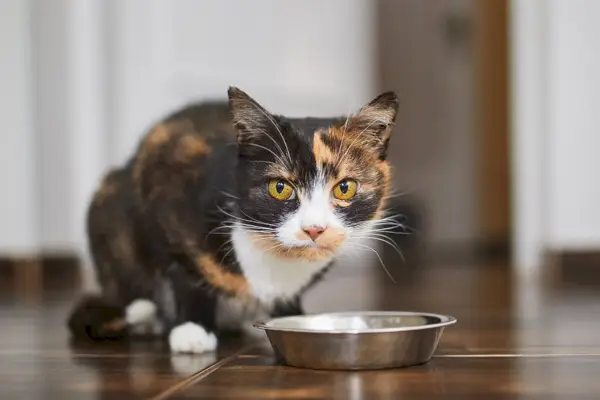 Schildpattkatze, die aus einer Metallschüssel frisst