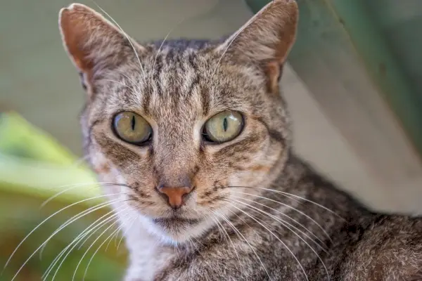 en närbild av en tabby katt