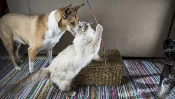 oyuncak oynayan köpekle birman kedisi