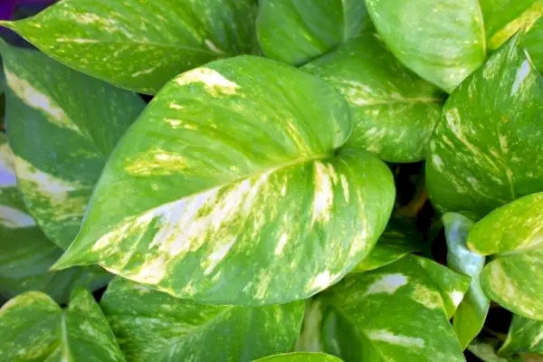 fulles de plantes pothos