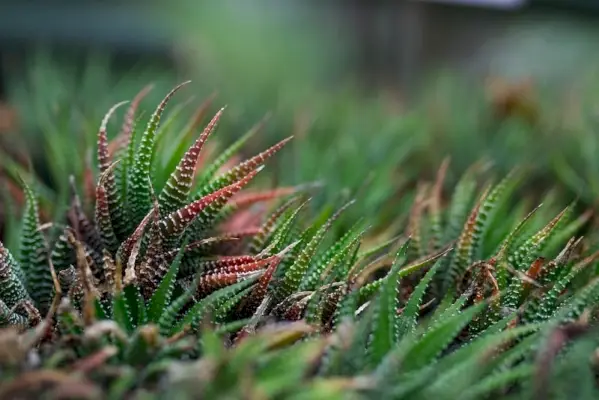 Haworthia