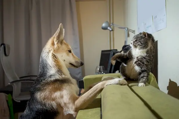 een duitse herdershond plaagt en speelt thuis met grijze kat