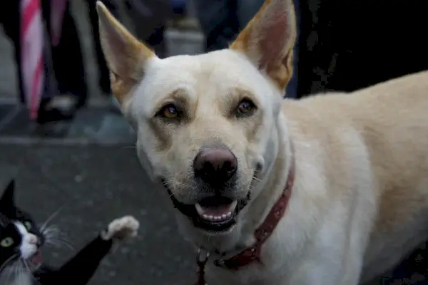 kat slaat op een hond