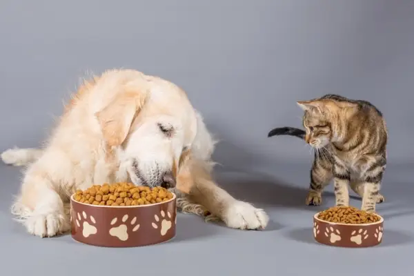 Hond en kat eten droogvoer