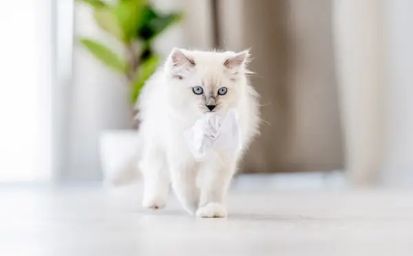 gato ragdoll blanco caminando interior