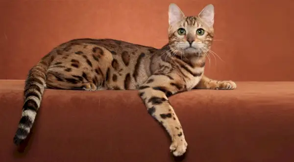 gato hipoalergénico ocicat