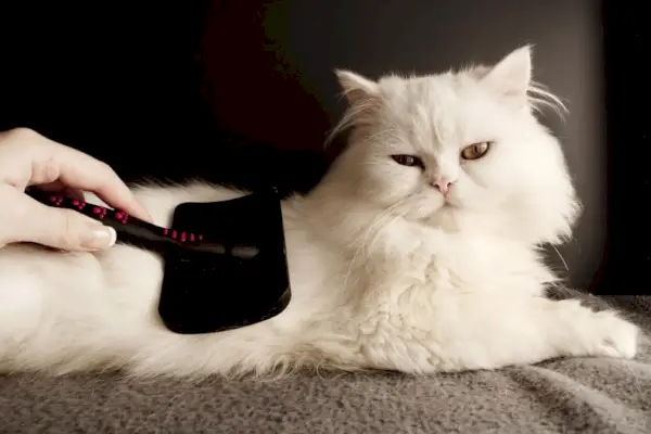 mujer peinando un gato persa blanco