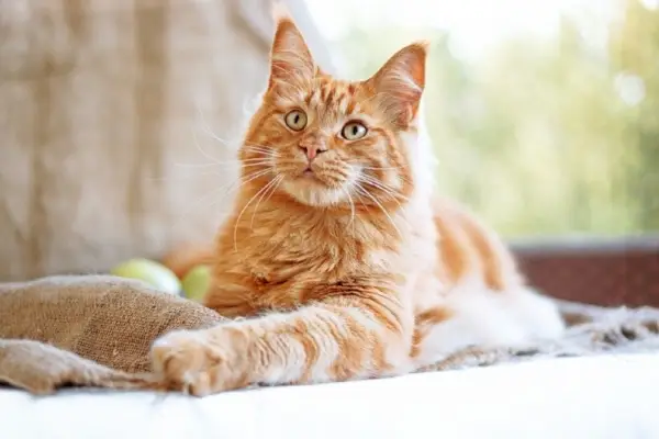 jengibre gato maine coon