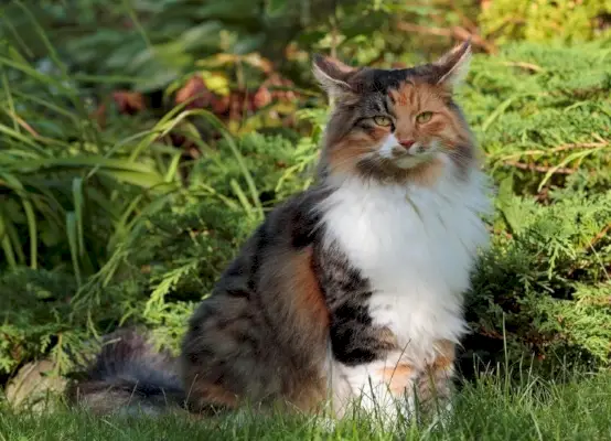 Tortoiseshell sombreado bosque noruego gato sentado sobre el césped