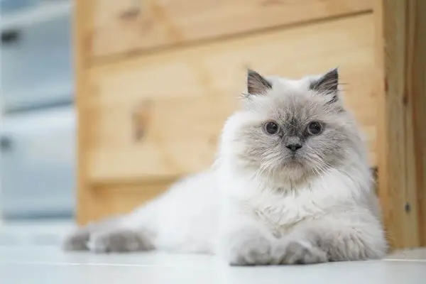 Gato del Himalaya al lado de un gabinete