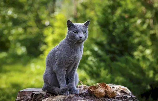 Azul ruso sentado en las rocas