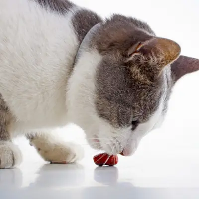 Katze frisst Fleischbällchen